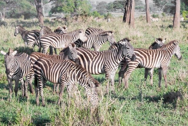 tarangire national park safari de mañana tanzania (4)
