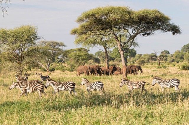 tarangire national park safari de mañana tanzania (7)