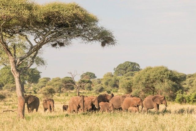tarangire national park safari de mañana tanzania (8)