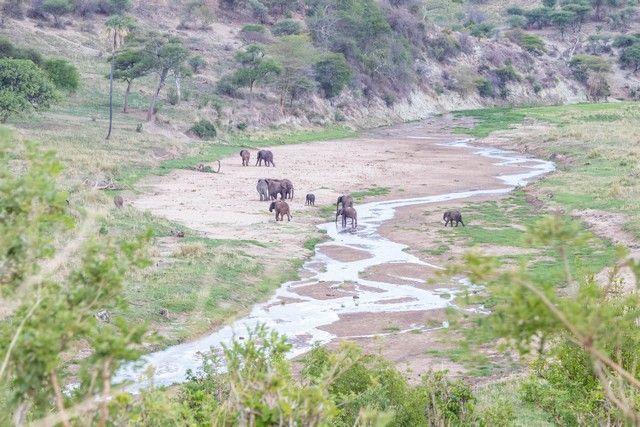tarangire national park tanzania (4)