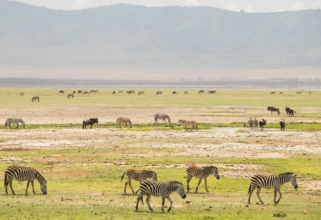 area de conservacion del ngorongoro tanzania (12)