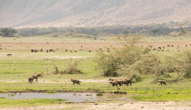 area de conservacion del ngorongoro tanzania (14)