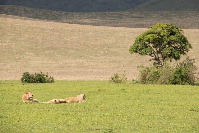 area de conservacion del ngorongoro tanzania (29)