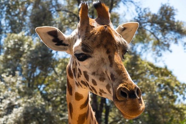 giraffe center un dia en nairobi (1)