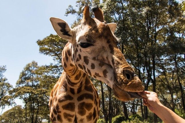 giraffe center un dia en nairobi (4)