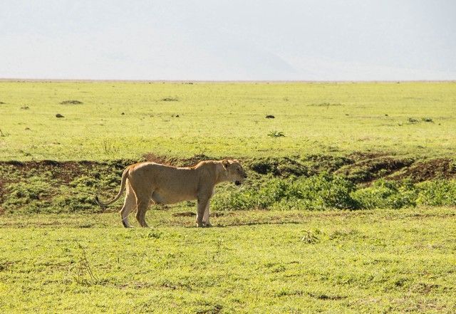 ngorongoro area de conservacion tanzania (22)