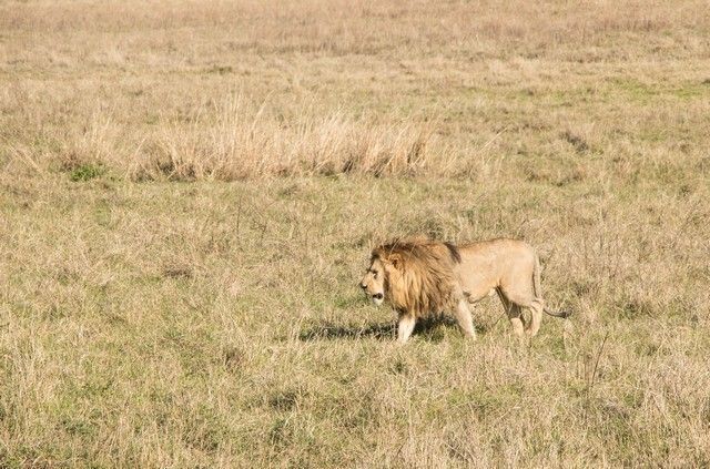 ngorongoro area de conservacion tanzania (9)