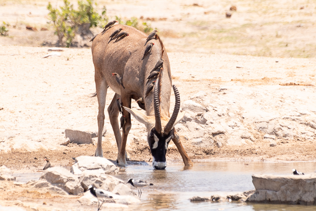 el canal de savuti parque nacional chobe botswana (32)