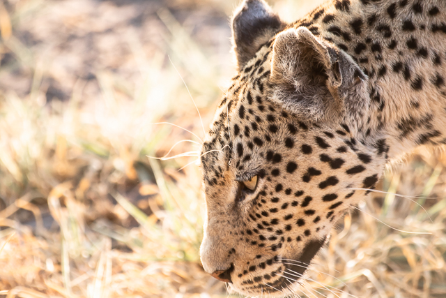 los leopardos de savuti (3)