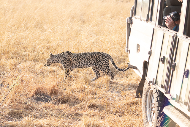 los leopardos de savuti (5)