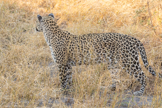 los leopardos de savuti (7)