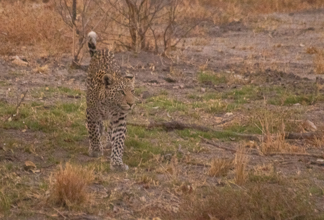 los leopardos de savuti botswana (10)