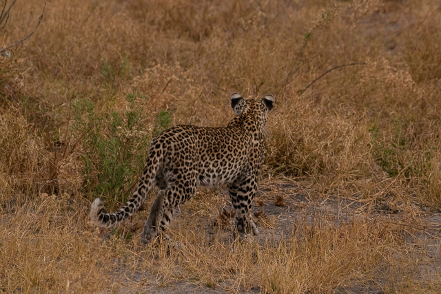los leopardos de savuti botswana (3)