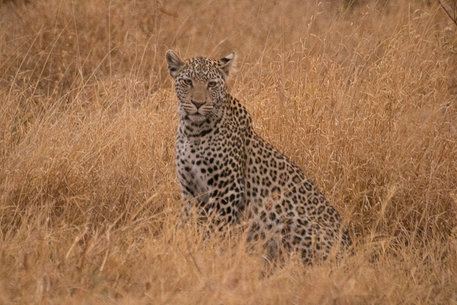 los leopardos de savuti botswana (3)