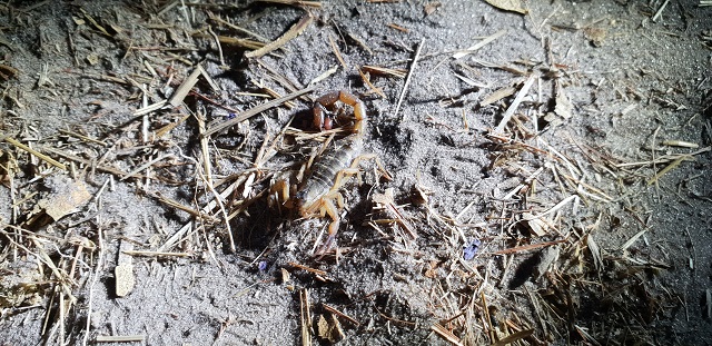 savuti botswana escorpion