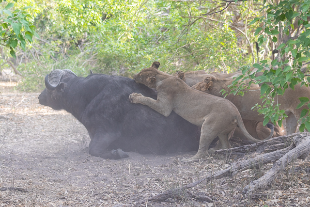 caza de leones moremi botswana (2)