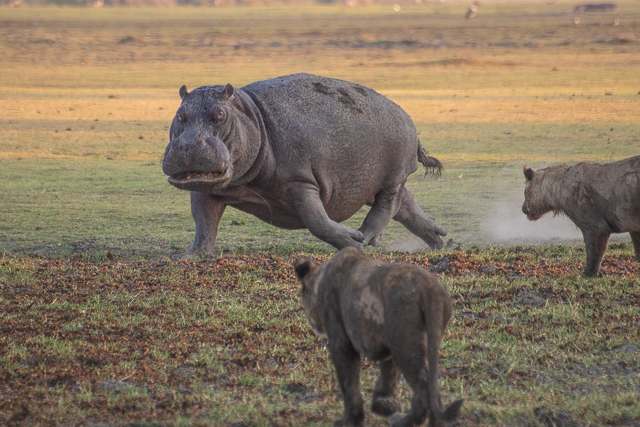 en busca de un rinoceronte en botswana moremi (12)