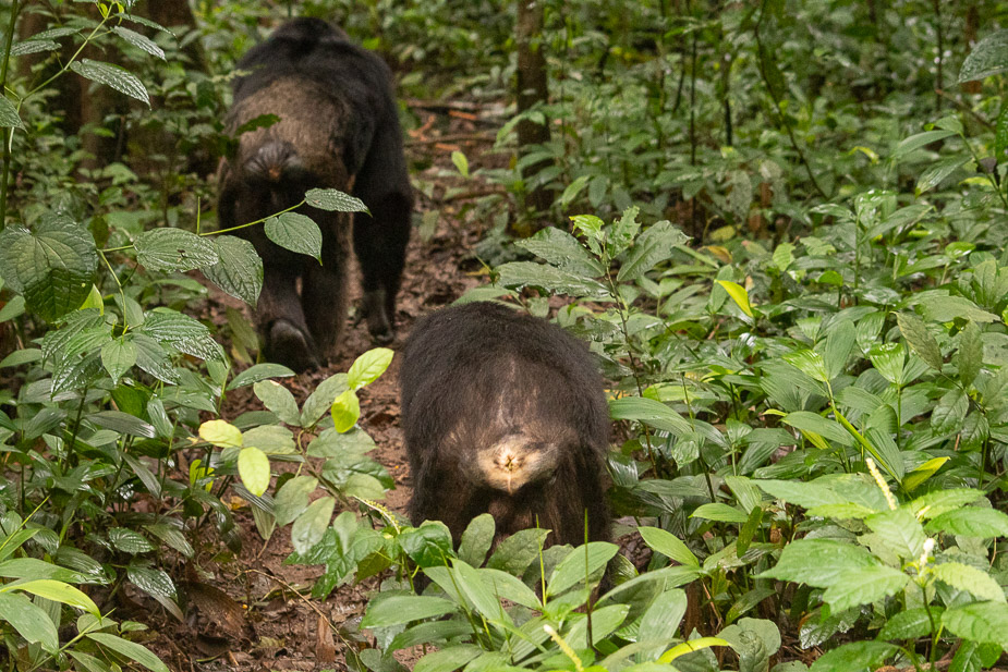 parque-nacional-kibale-chimpances-20