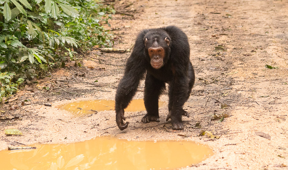 parque-nacional-kibale-chimpances-22