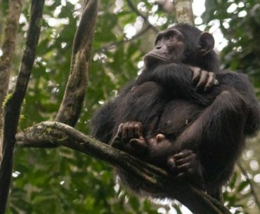 parque nacional kibale chimpances portada