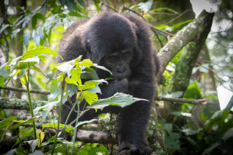 Gorilas en bosque de Bwindi