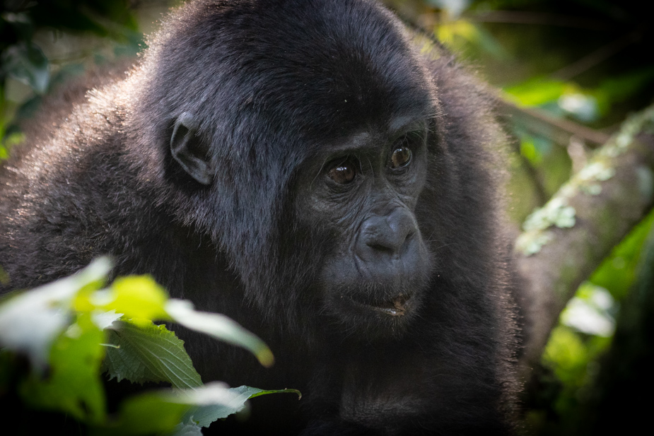 gorilas-bosque-impenetrable-bwindi-15