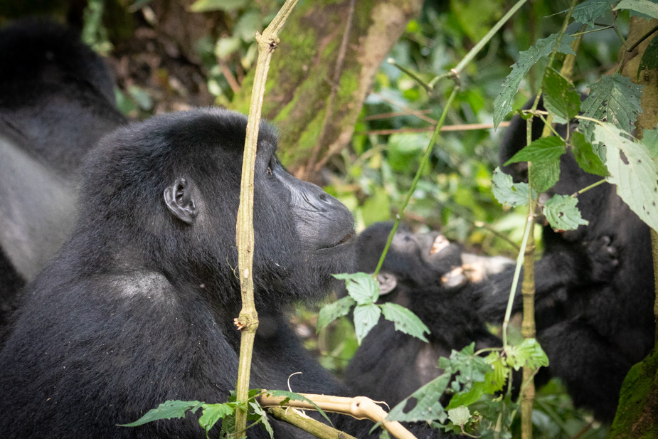 gorilas-bosque-impenetrable-bwindi-23
