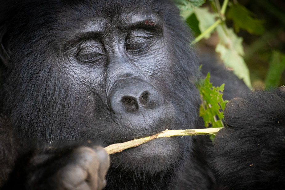 gorilas-bosque-impenetrable-bwindi-28