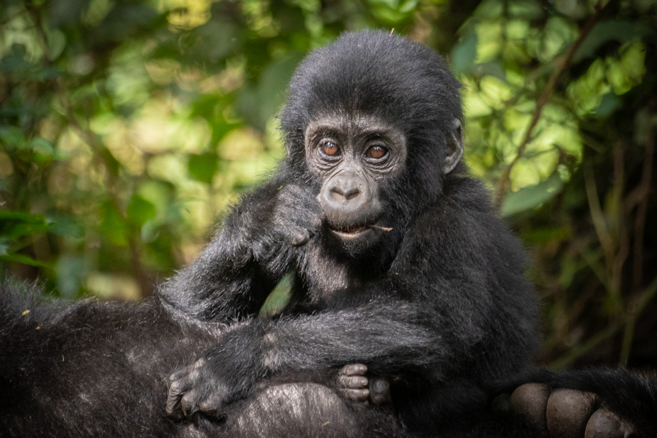 gorilas-bosque-impenetrable-bwindi-38