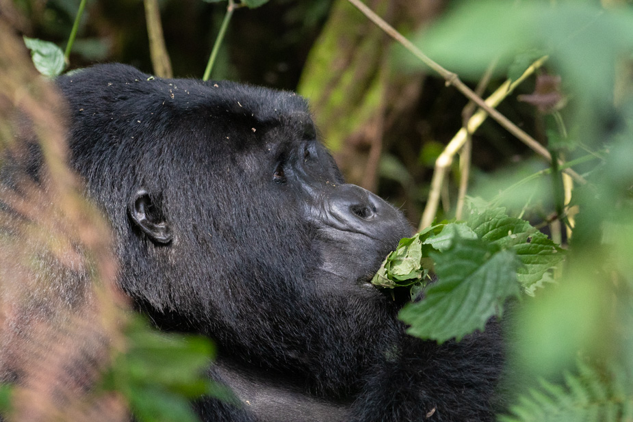 gorilas-bosque-impenetrable-bwindi-4