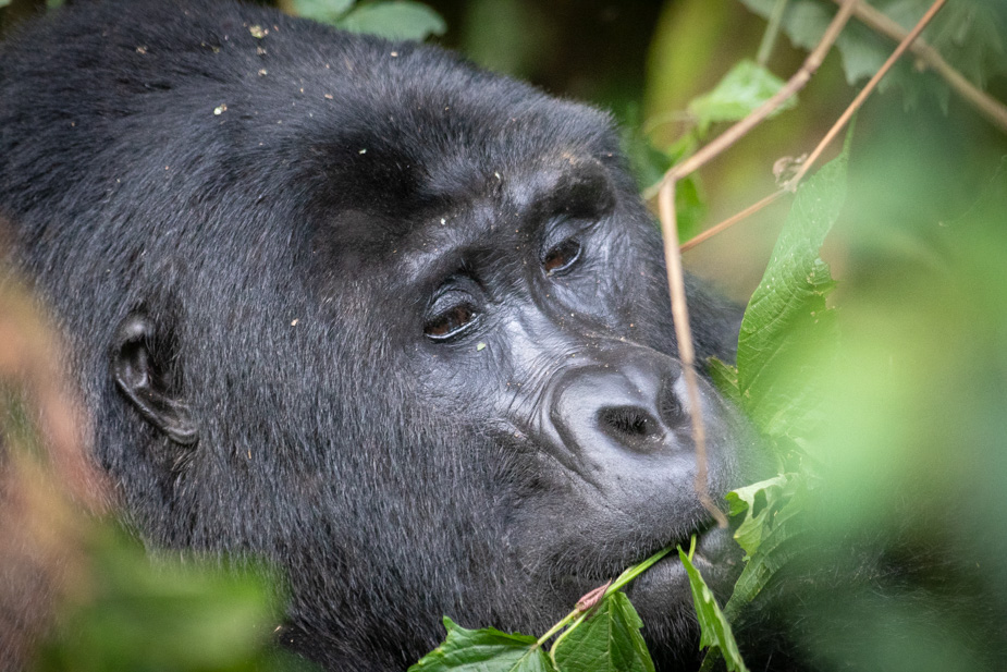 gorilas-bosque-impenetrable-bwindi-6