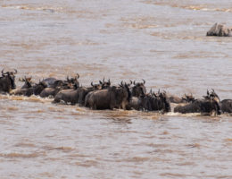 La Gran Migración: El cruce del río Mara