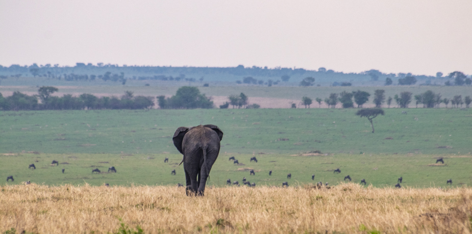 entrada-norte-de-serengeti-mara-safari-11
