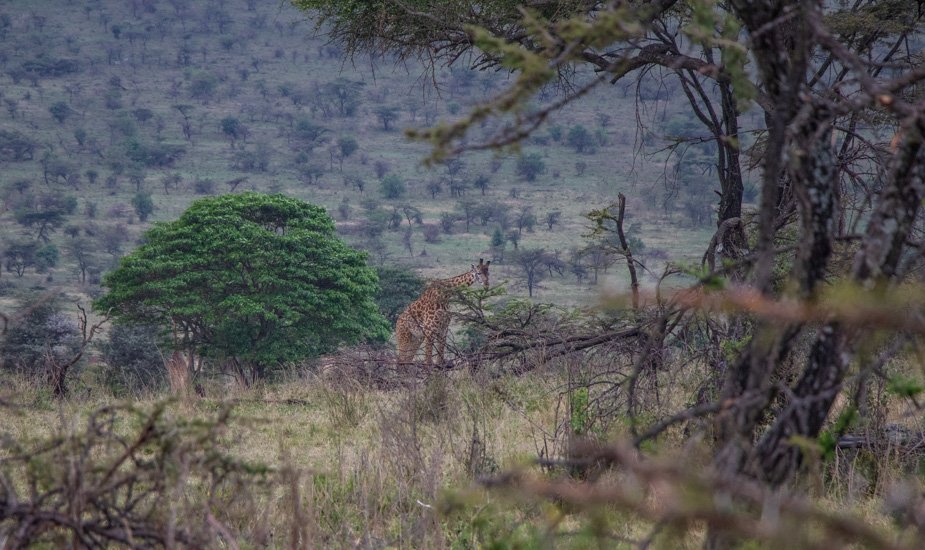 entrada-norte-de-serengeti-mara-safari-2