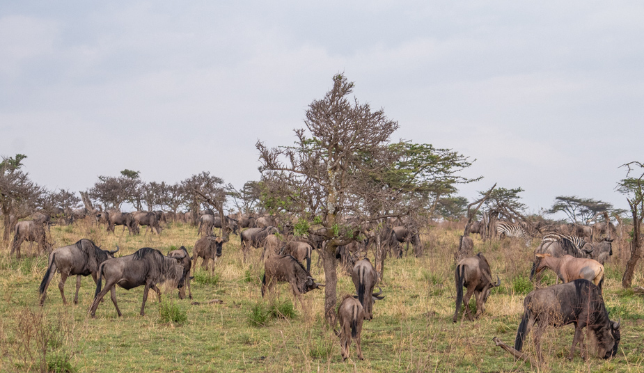 entrada-norte-de-serengeti-mara-safari-23