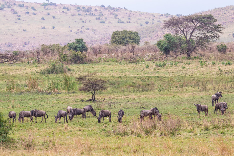 entrada-norte-de-serengeti-mara-safari-8