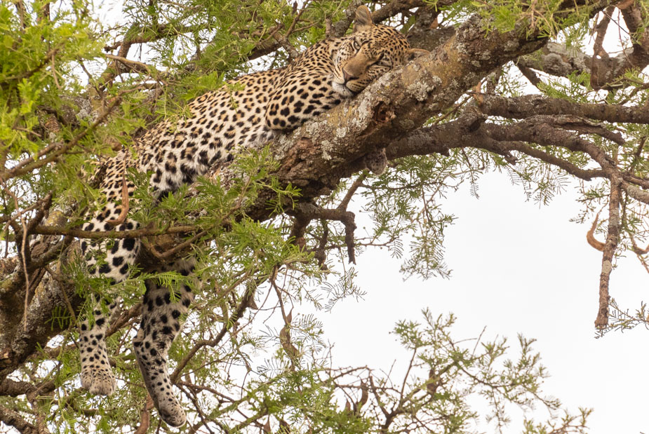 leopardo-en-serengeti-central-seronera-11