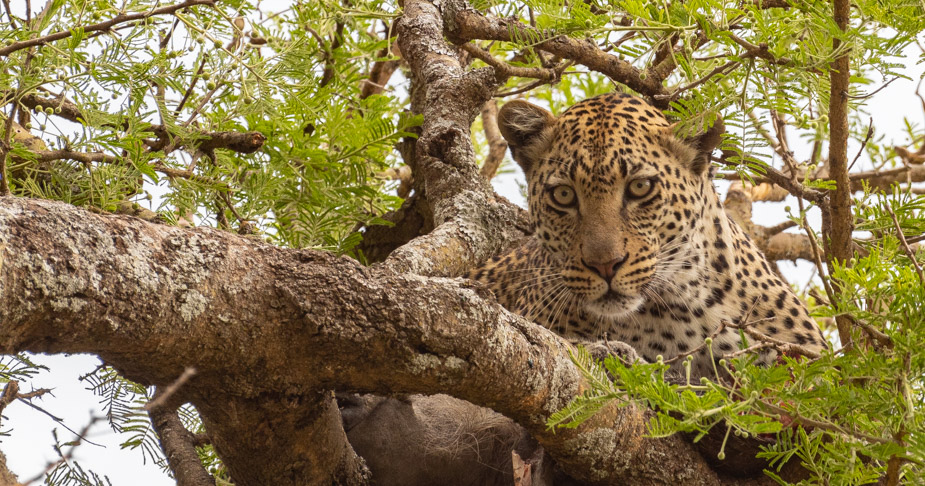 leopardo-en-serengeti-central-seronera-4