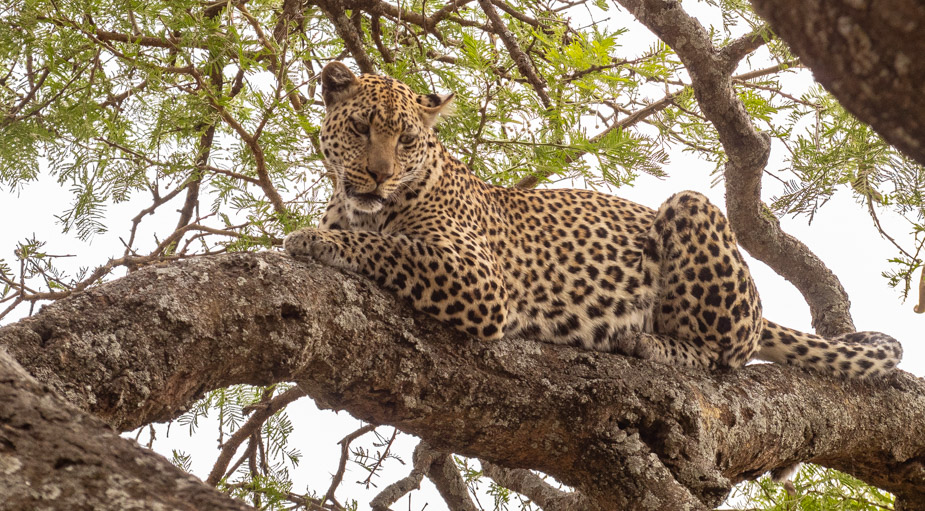 leopardo-en-serengeti-central-seronera-6