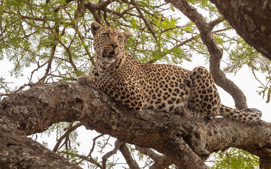 leopardo en serengeti central seronera (7)