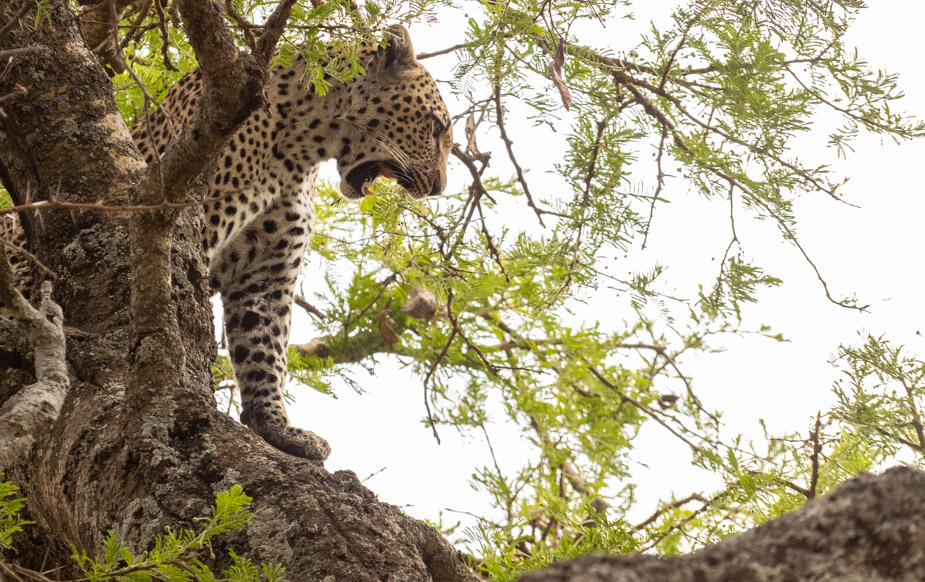 leopardo-en-serengeti-central-seronera-8