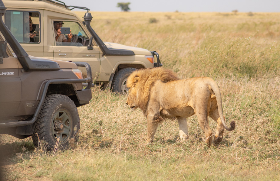Asistente Enfadarse Supone Qué llevar en la maleta en un safari | Callejeando por el mundo