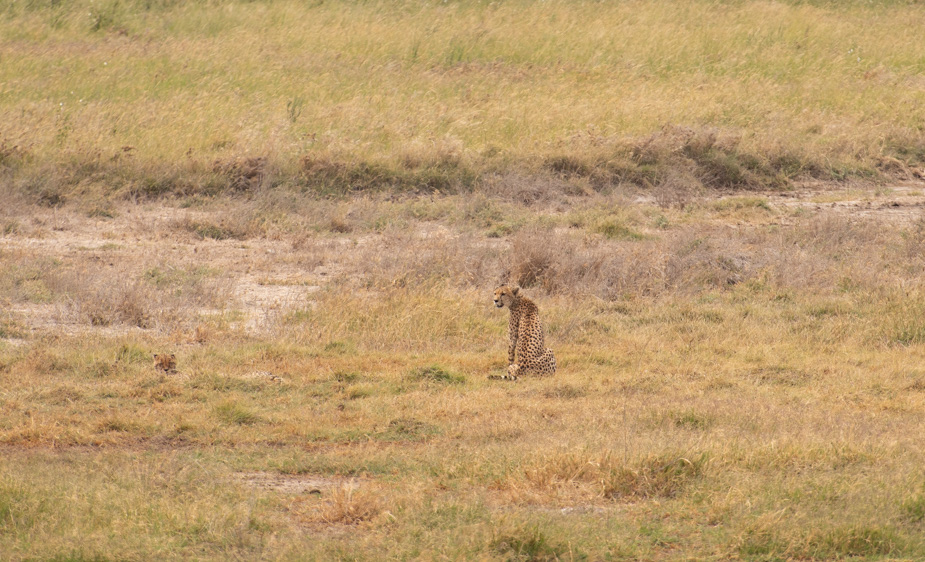 serengeti-central-seronera-safari-29