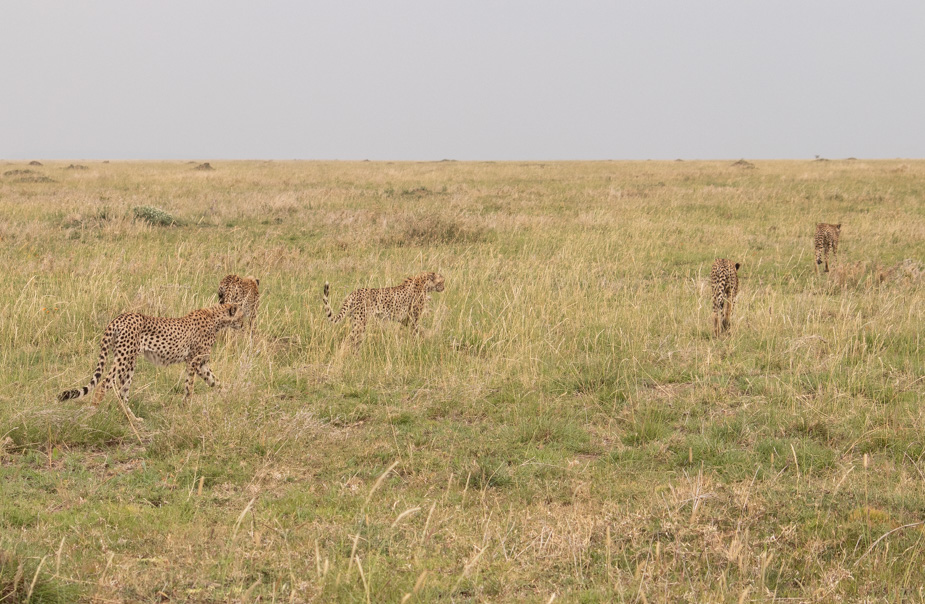 serengeti-central-seronera-safari-47