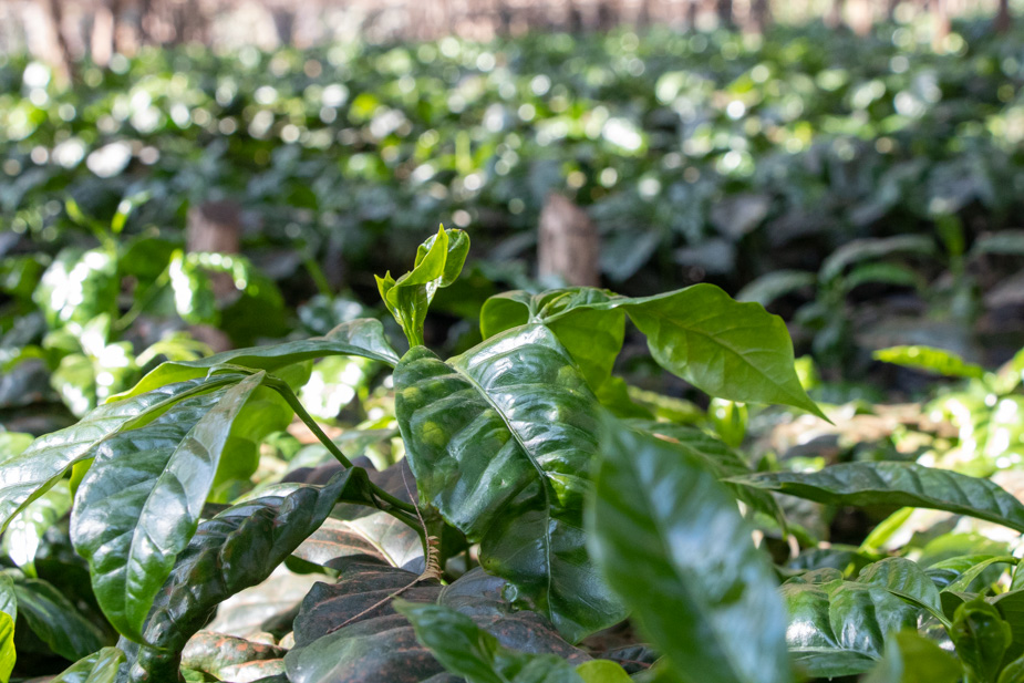 utengule coffee farm mbeya tanzania (25)