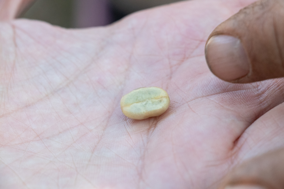 utengule coffee farm mbeya tanzania (31)