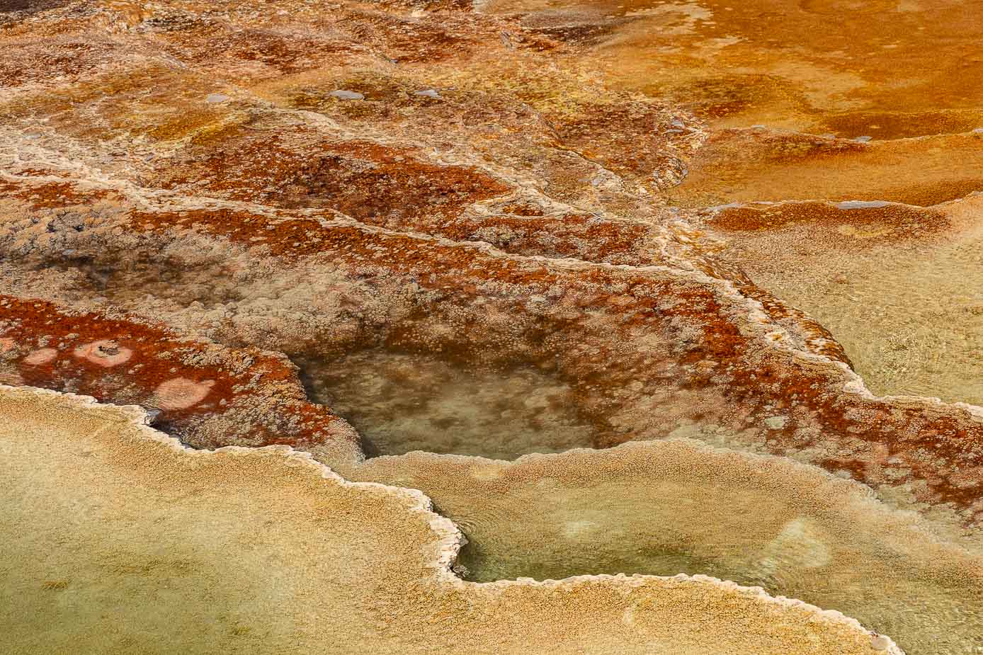 mammoth hot spring yellowstone national park (19)