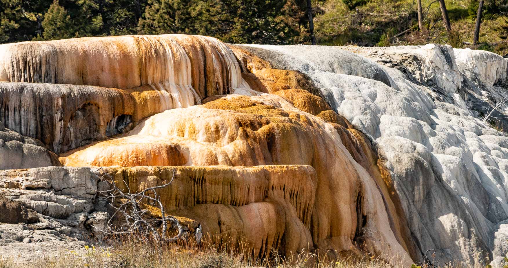 mammoth hot spring yellowstone national park (20)