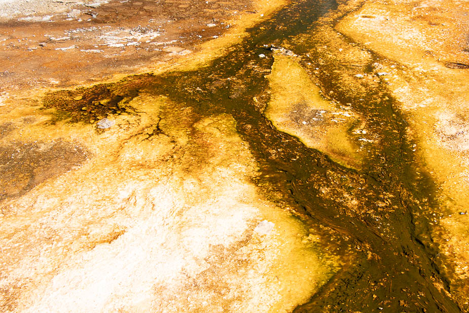 upper geyser basin yellowstone (3)